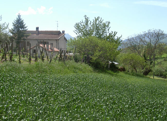 An italian grain field