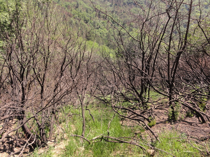 Burned vegetation