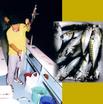 #7: Horse mackerel fishing