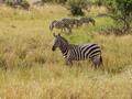 #10: A group of zebras