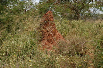 #1: View North - Termite mound