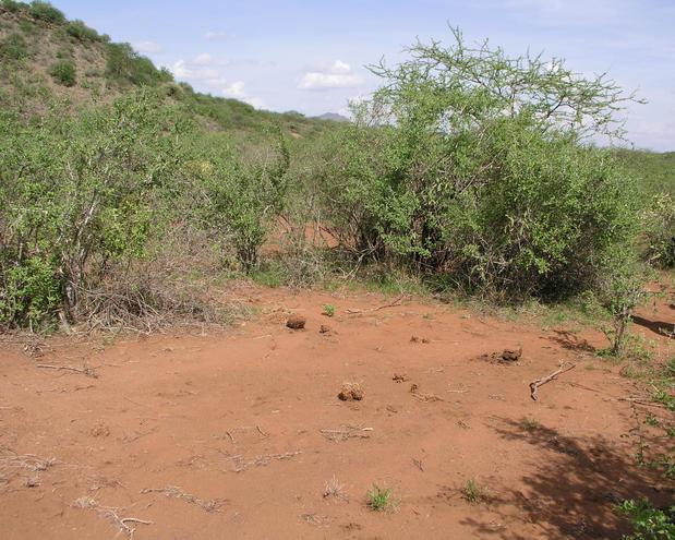 3S 38E is located near Intersection 36 in Tsavo West NP.