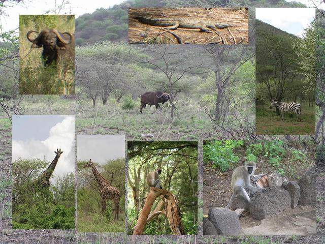 A sampling of our wildlife sightings between Mzima Springs and 3S 38E