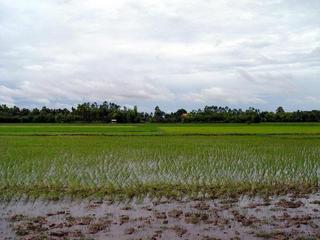 #1: Paddy fields (south) with confluence (20m)