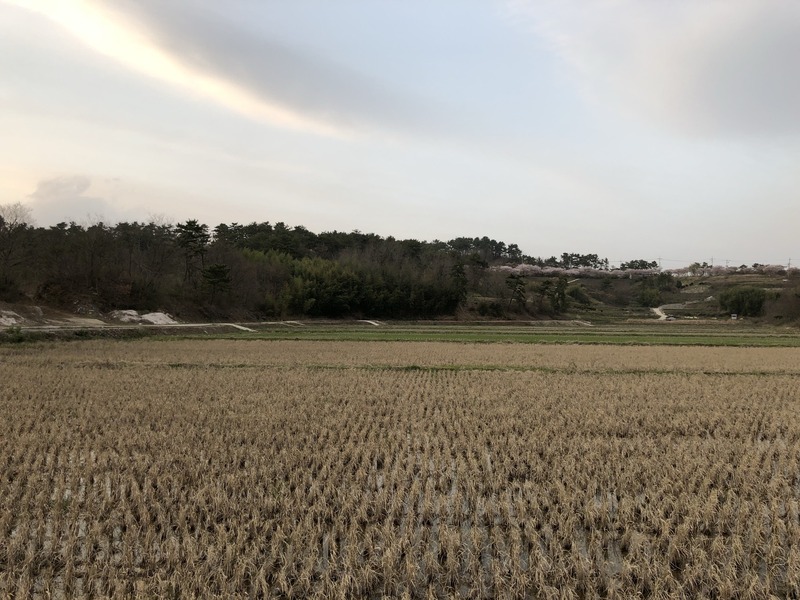 Looking north, cherry blossoms adorn the road afar at the end of the rice paddies.