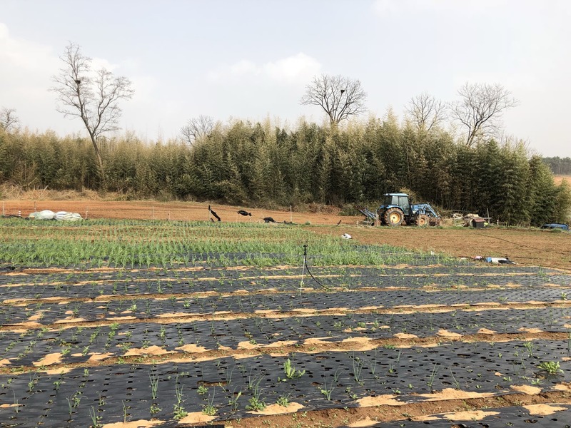 Looking east, the crops continue on a bit until they reach a foliage.