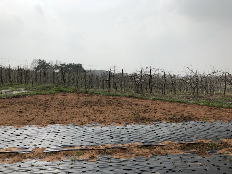 Looking west, a big apple orchard was getting ready for a new season.