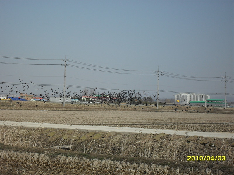 Northeast -Fleeing flock of birds around the fields