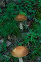 #9: Fungus growing near the point