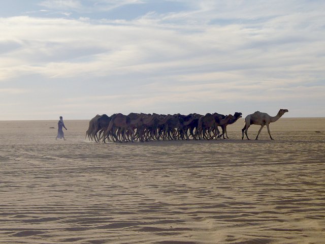 Small camel caravan near al-Qatrūn