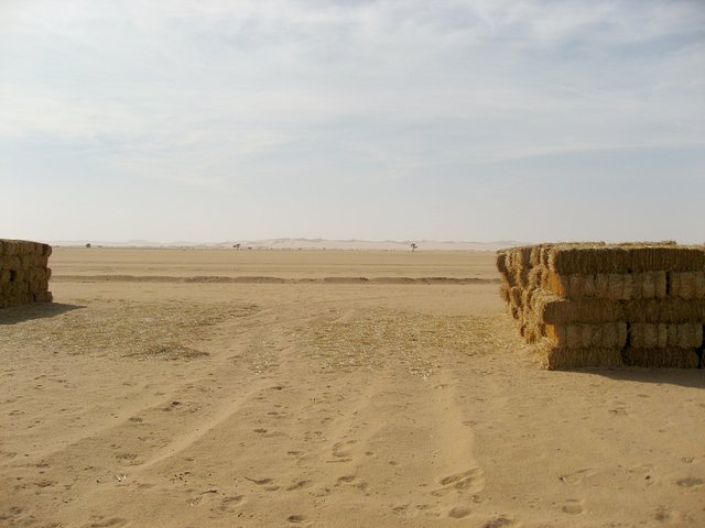 Looking south towards the Murzuq Sand Sea