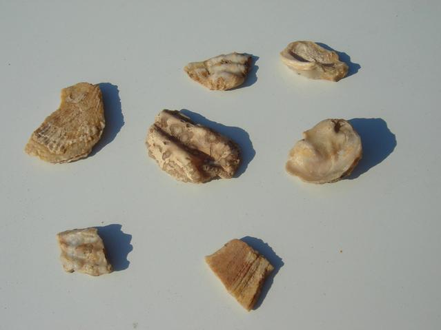 Mollusk shell fragments found at 31N 12E