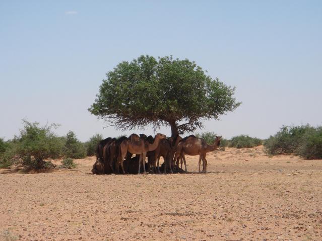 Camels resting in the shade on route to 31N 13E