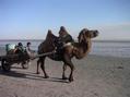 #9: Camel cart