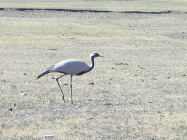 Demoiselle crane