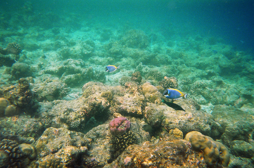 Coral reef of Meedhuffushi island in 200 meters from the DCP 