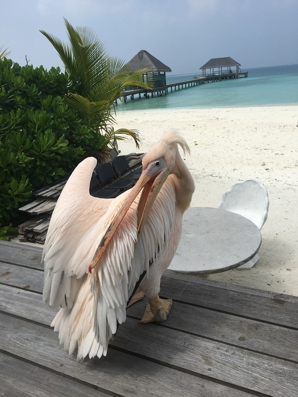 Pelican Aisha on Maaga Island (4.8 km from CP)