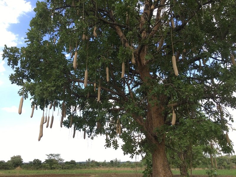 The Sausage Tree (Kigelia africana)