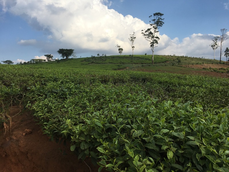 Nearby tea plantations