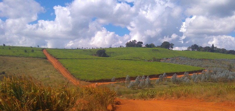 View of tea plantations with red road