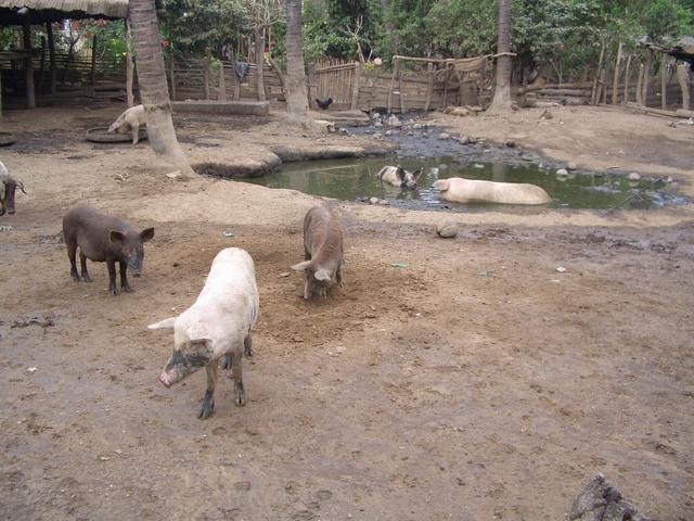 Pigs living with the people