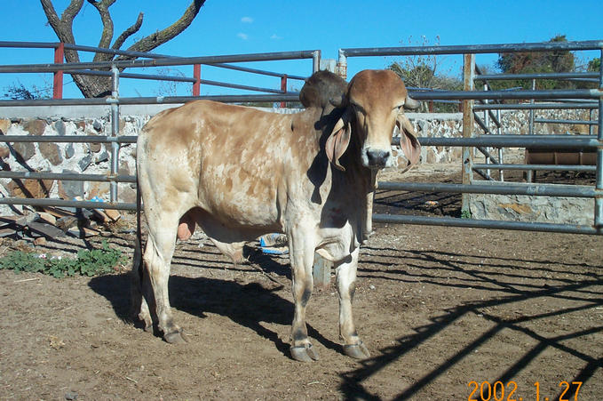 The Bull from the Rancho San Martin Dairy Farm