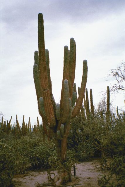A saguaro cactus at the confluence point