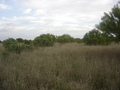 #2: South View, the savanna where we saw deer and wild boar