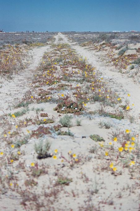 Road with desert flowers close to confluence