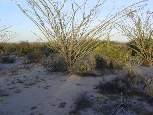looking East of the confluence. Note the large ocotillo and a small saguaro cactus