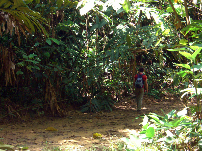 dense tropical vegetation 