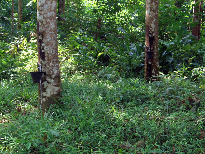 rubber plantation near the confluence