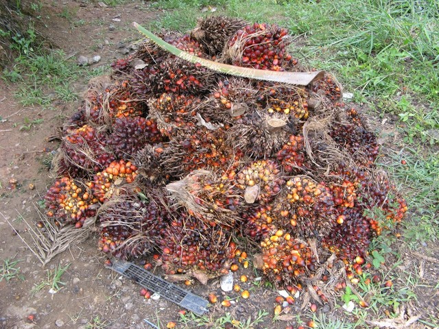 Recently harvested fruit from the palms, waiting for pickup by the side of the road to be turned into palm oil. The engraved frond on top says who the pile belongs to.