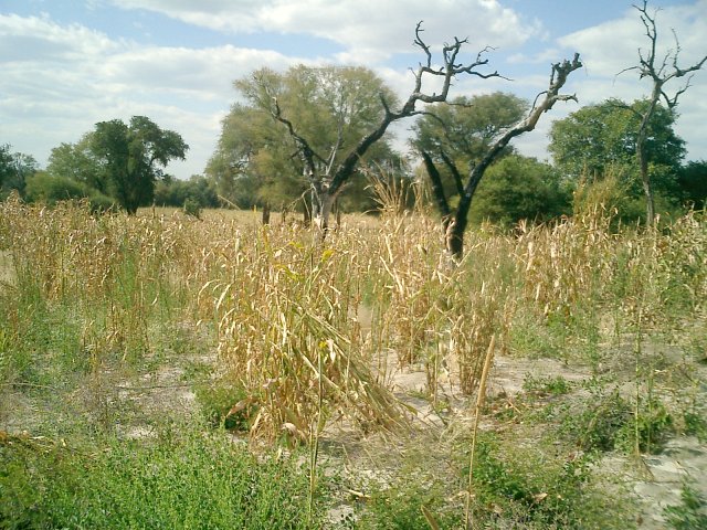 Mahango Field