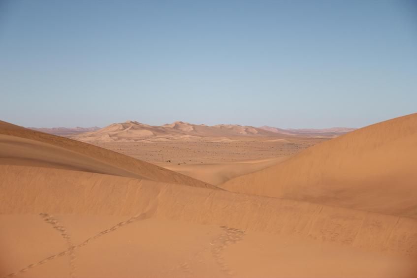 Desert beauty 1