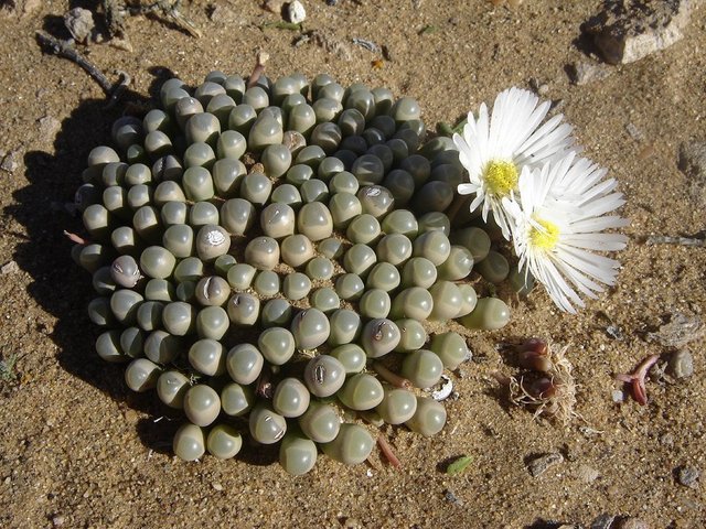 Fenestraria rhopalophylla, is a southern Namib endemic