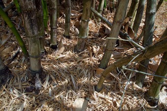 #1: The confluence point lies inside a patch of bamboo