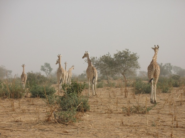 Giraffes around Kouré