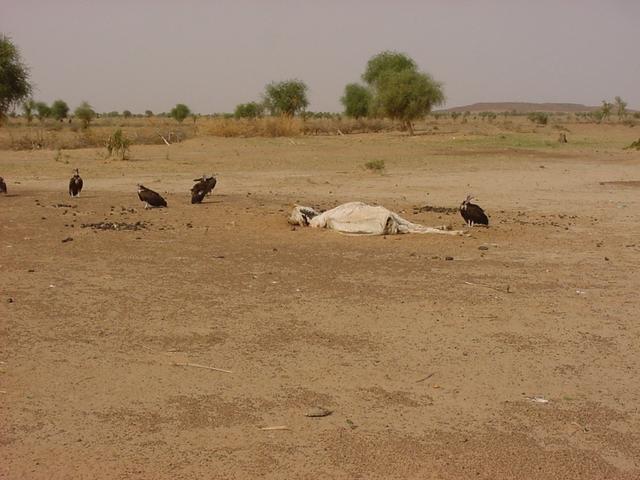 Vultures gathered around the carcass of a cow