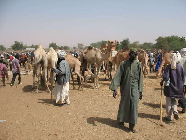 Camels bartering at Balayara market