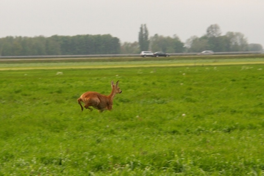Roe-deer escaping in the grass