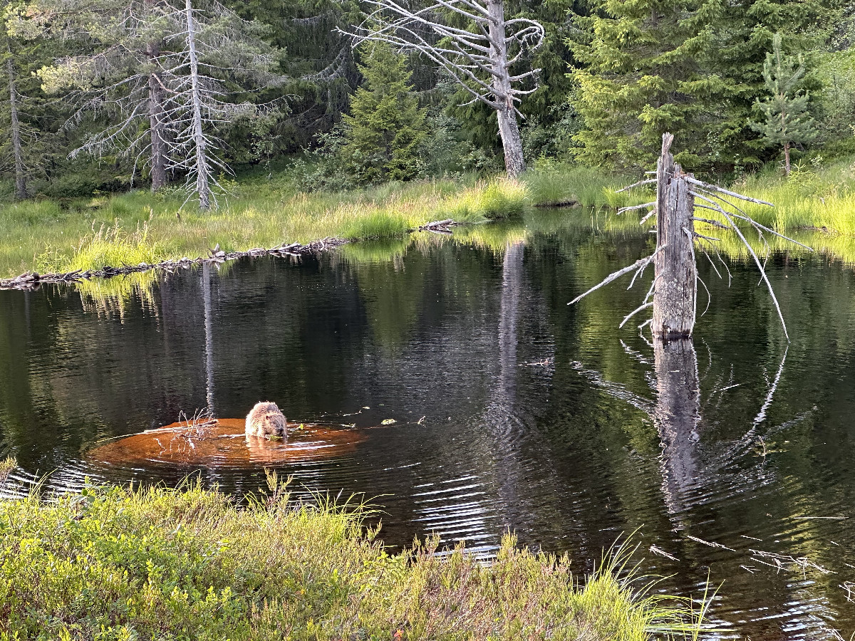 Beaver in his self-made lake