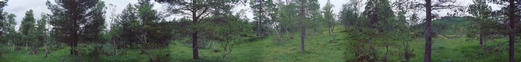 #1: Panorama with a lot of trees (and a hill from which the overview picture is taken from)