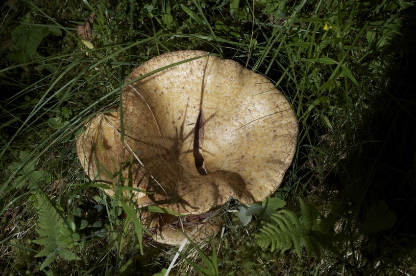 A large mushroom seen en route to the confluence point