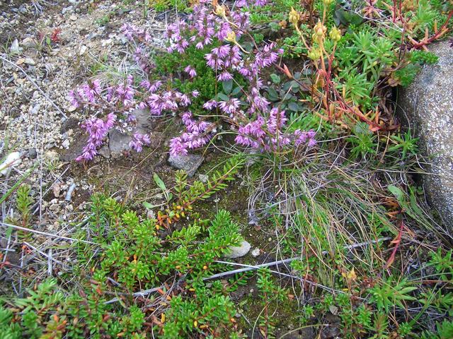 Flowers in the heather and wilderness