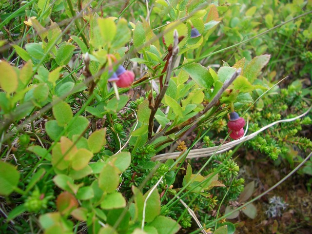 Blueberries on the way