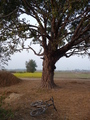 #6: Stopped under a tree on the way back to Birgunj