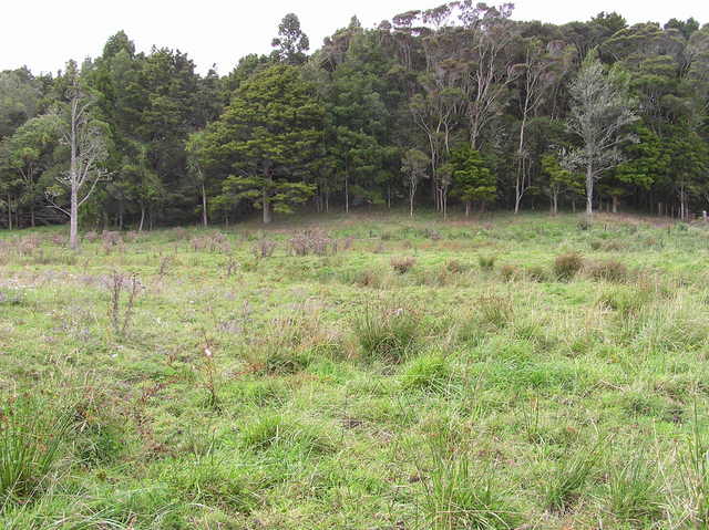 View North (with a stand of native bush in the background)
