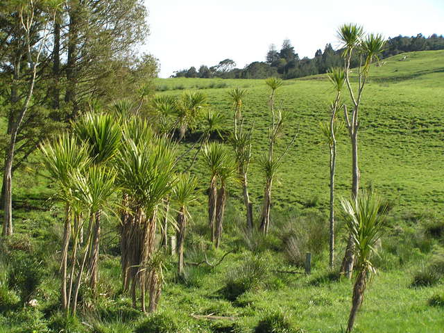 Cabbage tree view to the northeast from the confluence.