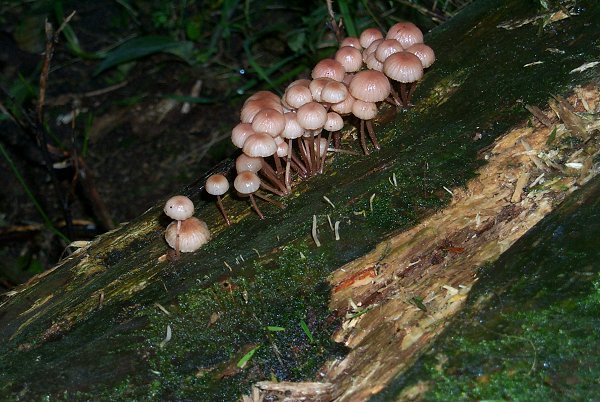 Some miniature fungi 50m from the confluence.